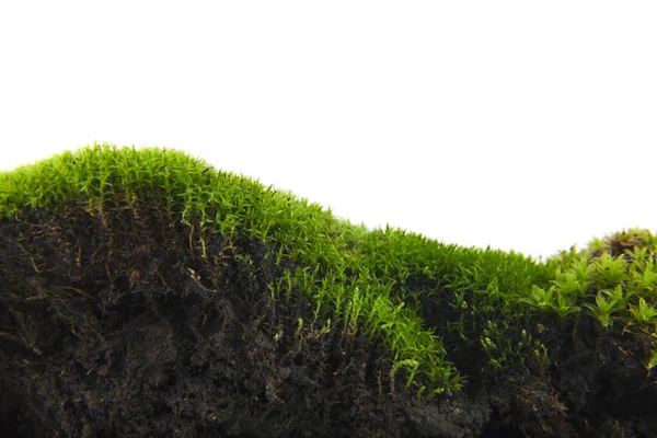 Grønn mose isolert på hvit bakgrunn closeup – stockfoto