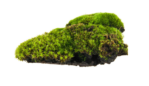 Green moss isolated on white background closeup