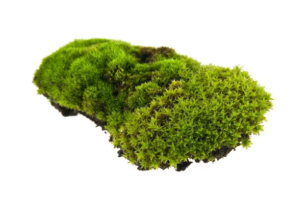 Зеленый мох, выделенный на белом фоне крупным планом — стоковое фото