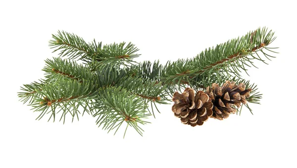 Branch of fir-tree and cone — Stock Photo, Image
