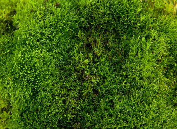 Zelený mech pozadí textura krásná v přírodě — Stock fotografie