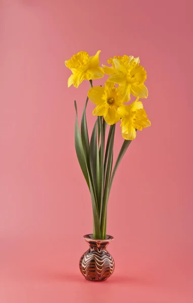 Το daffodils λουλούδια άνοιξη — Φωτογραφία Αρχείου