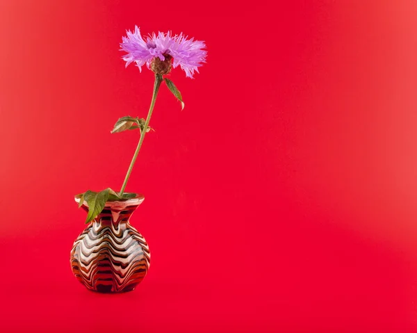 Flor sobre fondo rojo — Foto de Stock