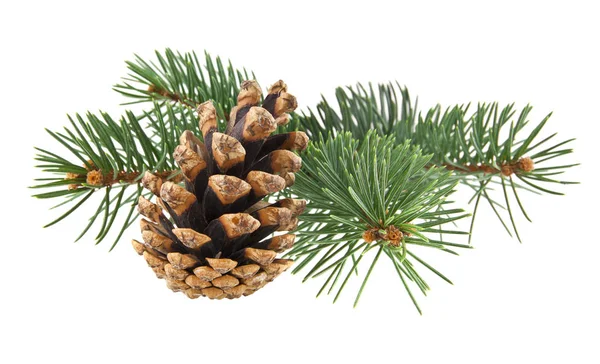 Christmas tree branch and pine cone — Stock Photo, Image