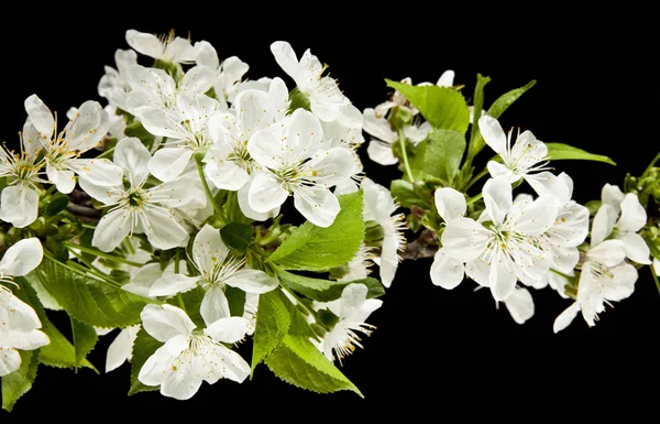 Vårblommor av körsbär — Stockfoto