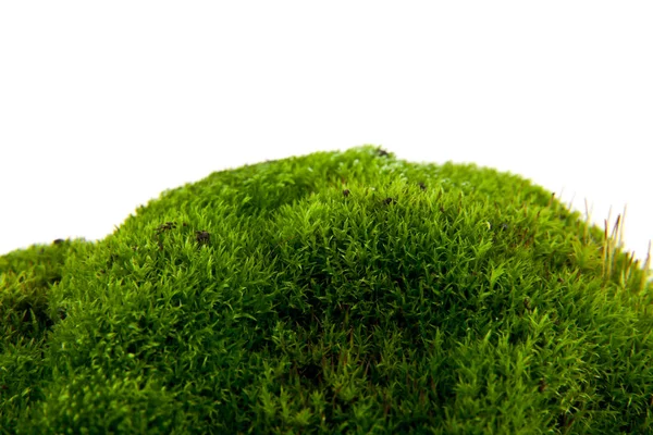 Zelený mech izolované na bílém pozadí detailní up — Stock fotografie