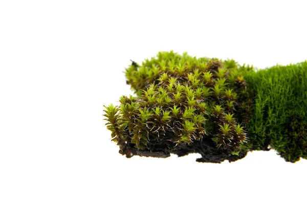 Green moss isolated on white background closeup — Stock Photo, Image
