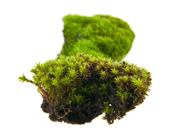 Groen mos geïsoleerd op witte achtergrond close-up — Stockfoto