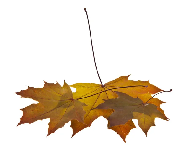 Folhas de outono isolado no fundo branco closeup — Fotografia de Stock