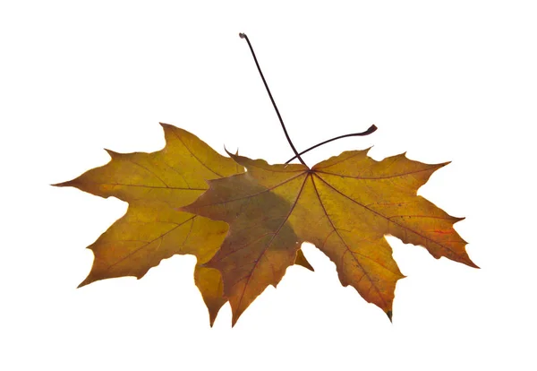 Herbst Blätter isoliert auf weißem Hintergrund Nahaufnahme — Stockfoto