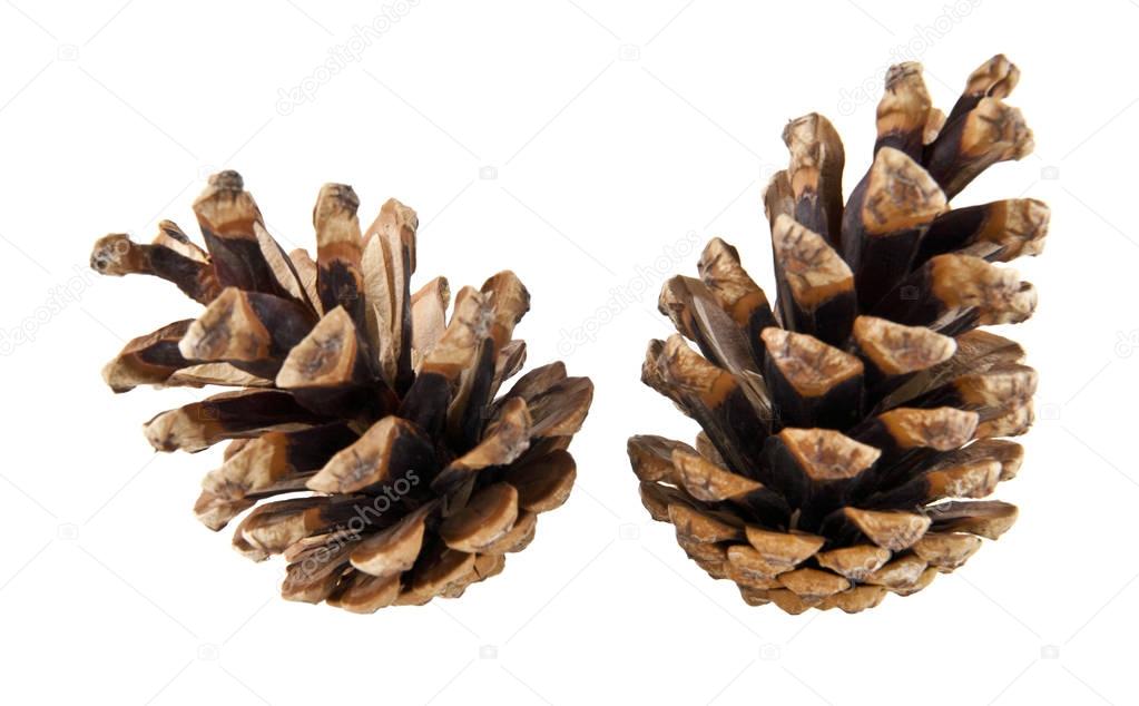 cones isolated on white background closeup