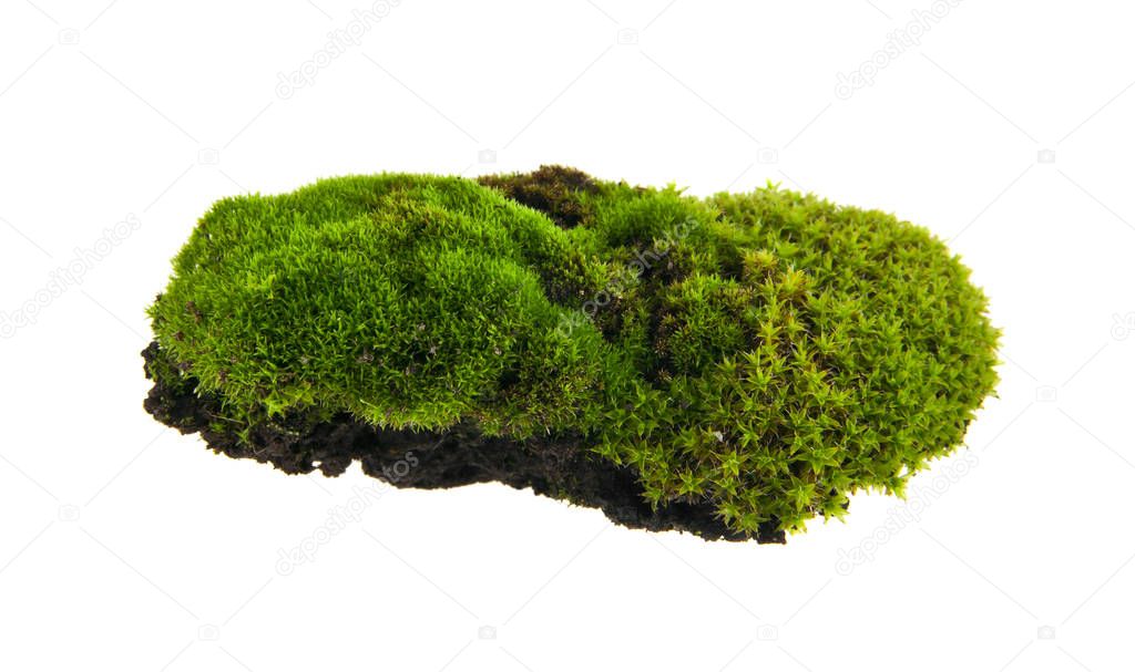 Green moss isolated on white background closeup