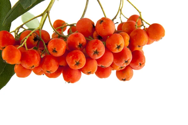 Rowan isolated on white background closeup — Stock Photo, Image