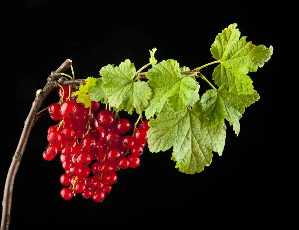 Beri currant pada penutupan latar belakang hitam — Stok Foto