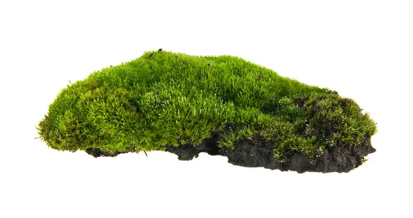 Зеленый мох изолирован на белом фоне — стоковое фото