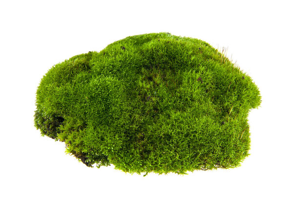 Green moss isolated on a white background 