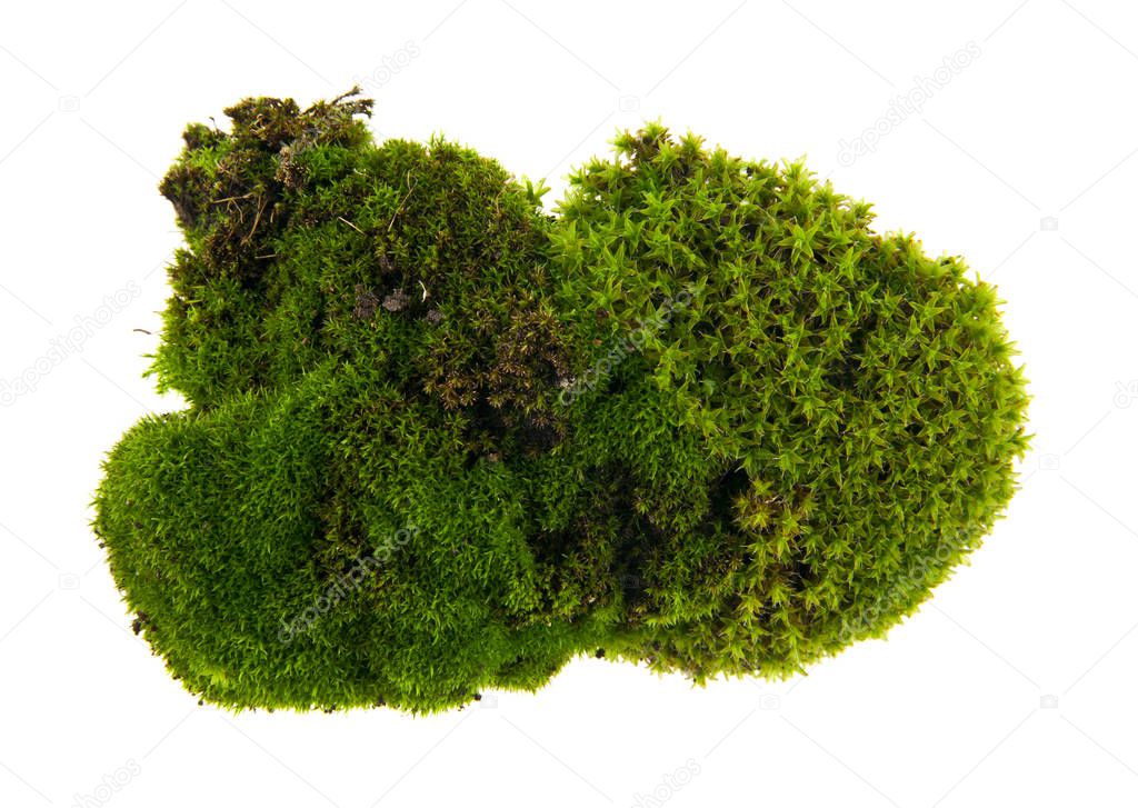 Green moss isolated on a white background 