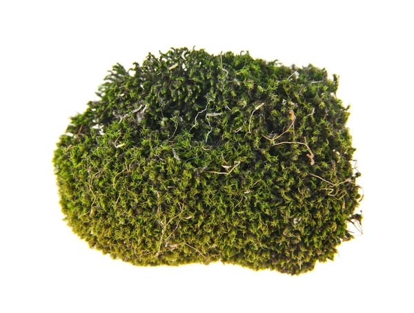 Зеленый мох изолирован на белом фоне — стоковое фото