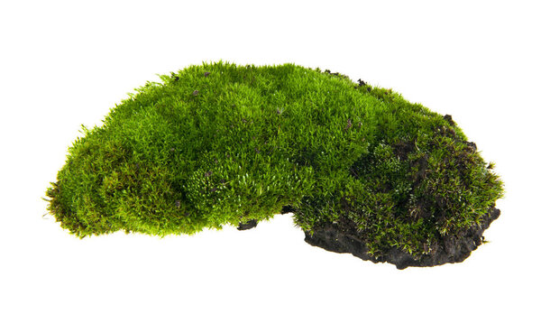 Green moss isolated on white background