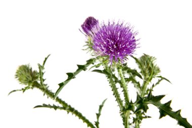 Beyaz arka plan üzerinde süt Thistle