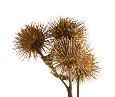 Beyaz arka plan üzerinde süt Thistle