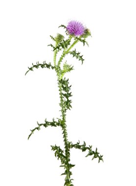 Beyaz arka plan üzerinde süt Thistle