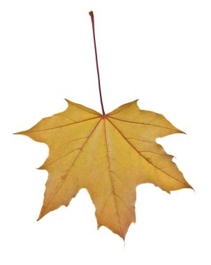 Sarı sonbahar yaprakları