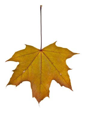Sarı sonbahar yaprakları