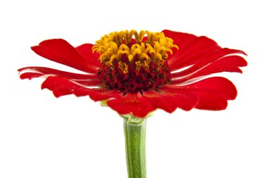 Beyaz arkaplanda çiçekler