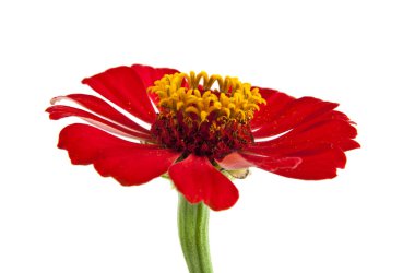 Beyaz arkaplanda çiçekler