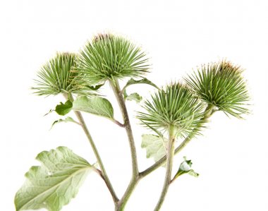 Beyaz arka plan üzerinde süt Thistle