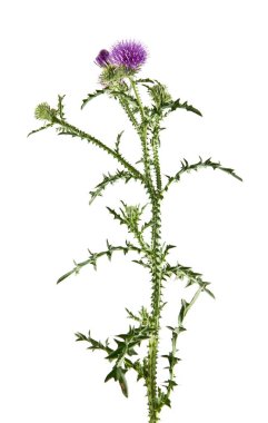 Beyaz arka plan üzerinde süt Thistle