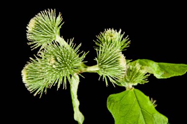 süt Thistle siyah arka plan üzerine 