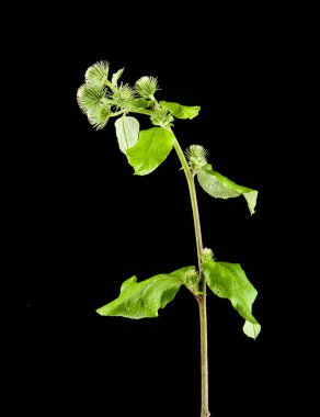 süt Thistle siyah arka plan üzerine 