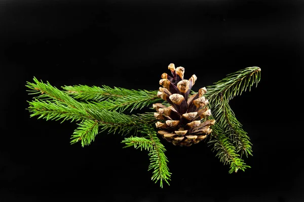 Cabang pohon Natal — Stok Foto
