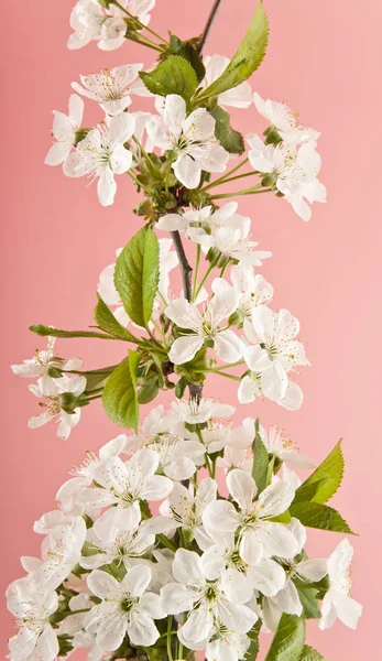 Fiori di ciliegio primaverili — Foto Stock