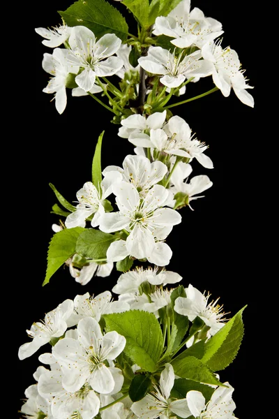 Vårblommor av körsbär — Stockfoto