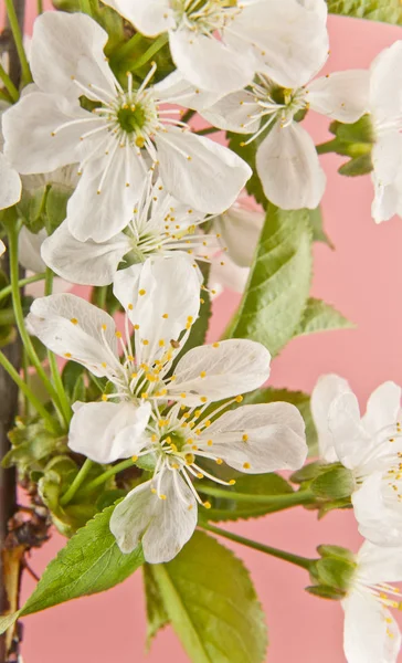 Våren körsbär blommar — Stockfoto