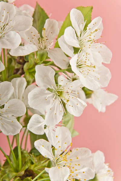 Fiori di ciliegio primaverili — Foto Stock