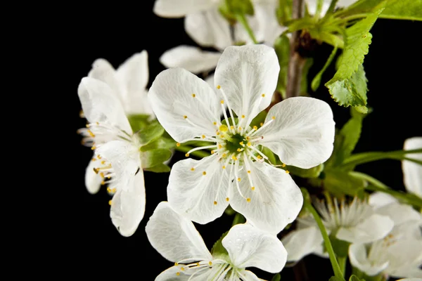 Spring flowers of cherry — Stock Photo, Image