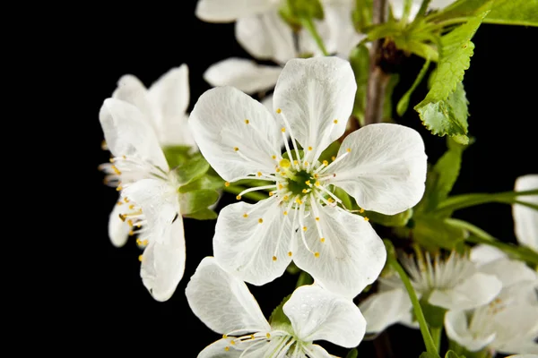 Flores de primavera de cereja — Fotografia de Stock