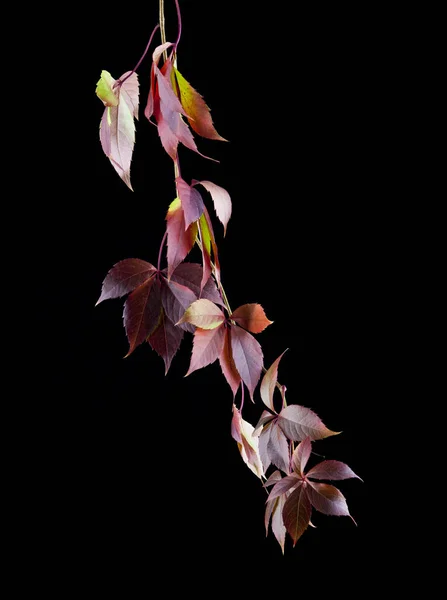Виноградне листя на чорному фоні — стокове фото