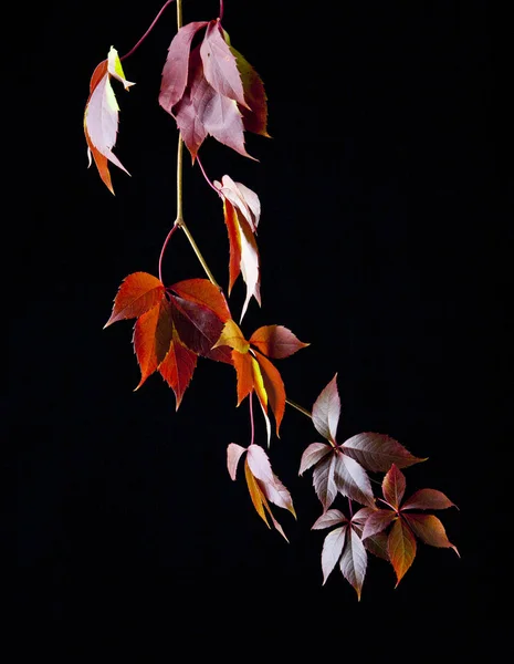 Виноградные листья на черном фоне — стоковое фото