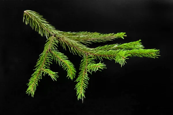 Branch of fir-tree — Stock Photo, Image