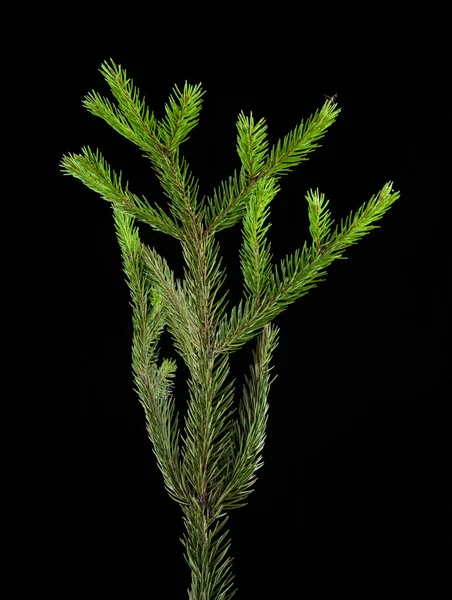 Υποκατάστημα της fir-δέντρο — Φωτογραφία Αρχείου