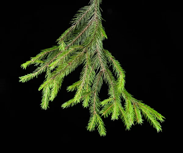 Branch of fir-tree — Stock Photo, Image