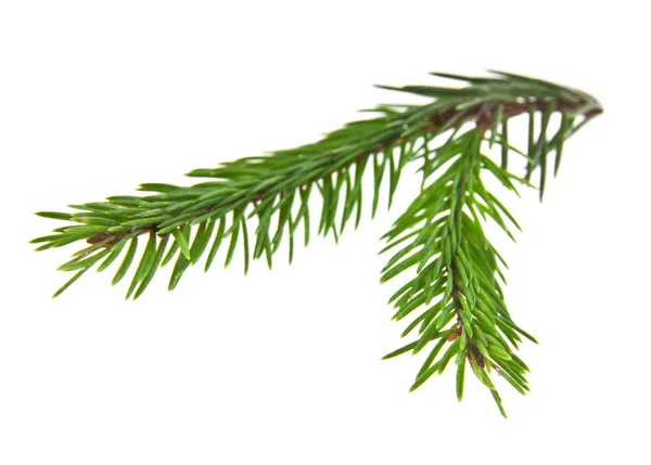 Branch of fir-tree — Stock Photo, Image