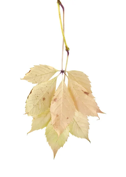 Виноградные листья на белом фоне — стоковое фото