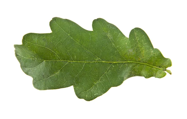 Feuilles de chêne sur fond blanc — Photo