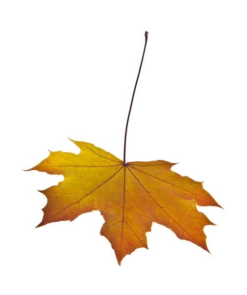 Autumn leaves on white background — Stock Photo, Image